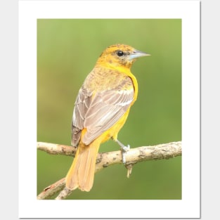 Baltimore Oriole bird with orange white feathers and green soft out of focus background Posters and Art